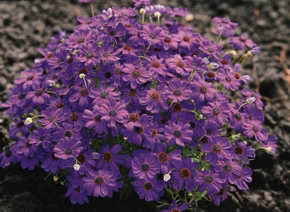 Picture of Brachycome - Brachy Blue